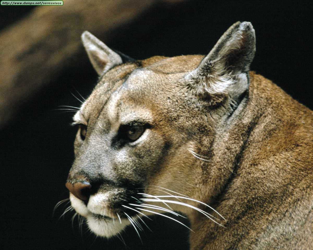 pumas that look like air max